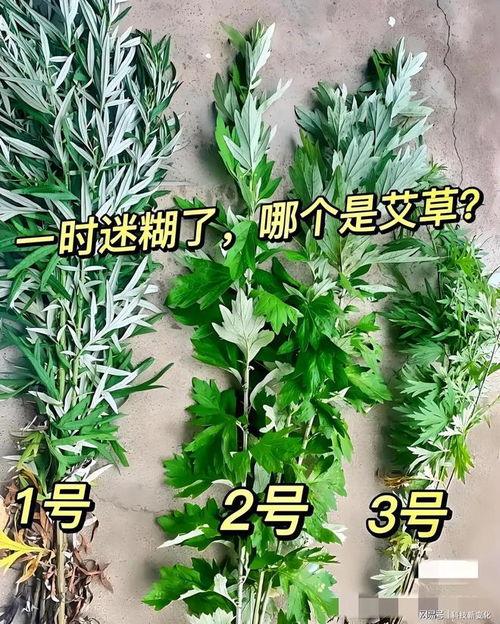 艾草视频,探寻传统草药的神奇魅力