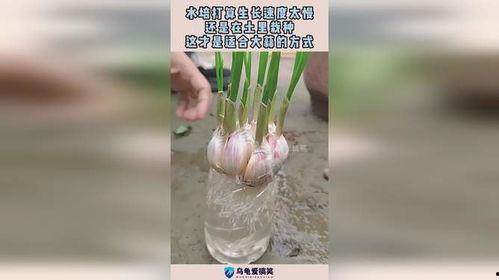 水培大蒜视频,轻松种植，收获美味