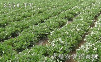 地膜花生种植视频,高效增产的秘密