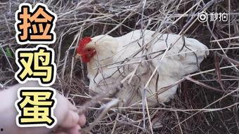 母鸡下蛋的视频,揭秘蛋生奥秘